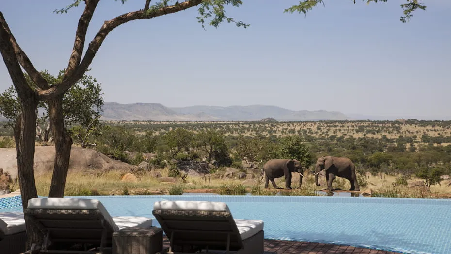 Elephants at the waterhole beside the Four Seasons Safari Lodge infinity pool