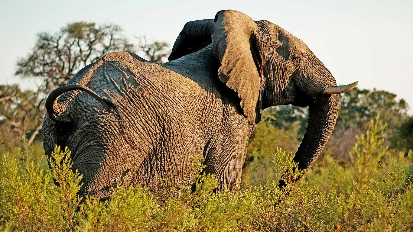 Elephant in the bush near Tarangire Treetops