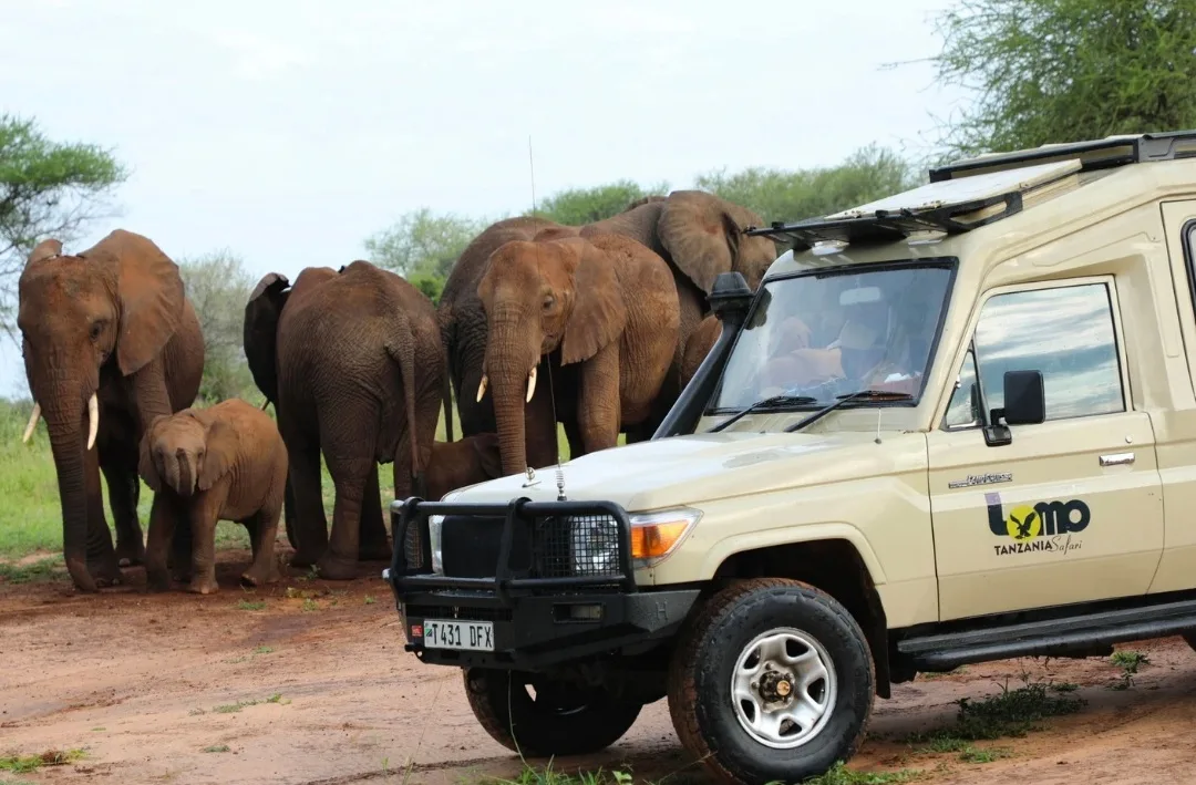 Lomo Tanzania Safaris vehicle beside an elephant family