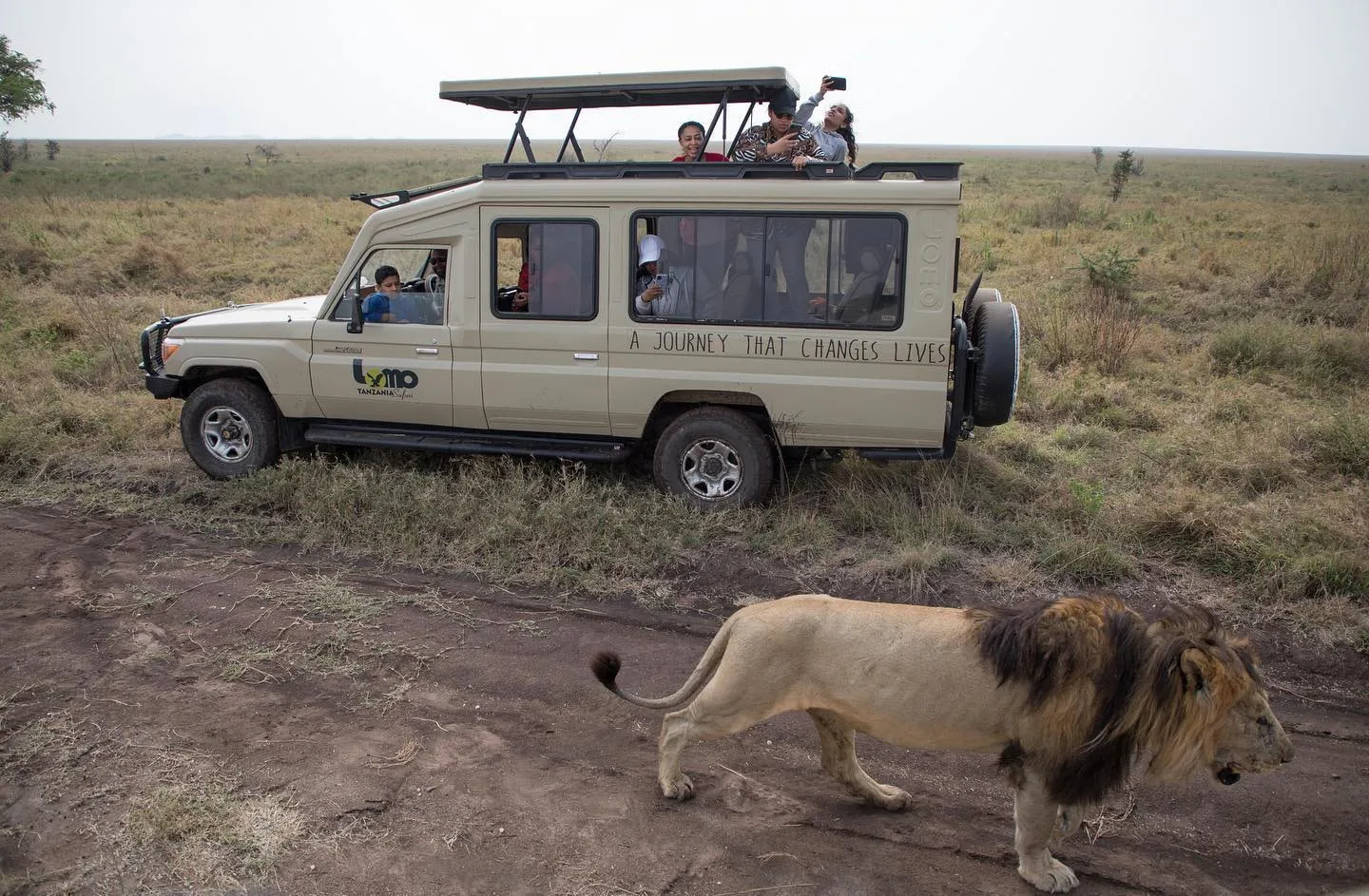 Lomo Tanzania Safaris vehicle with a male lion in the Serengeti