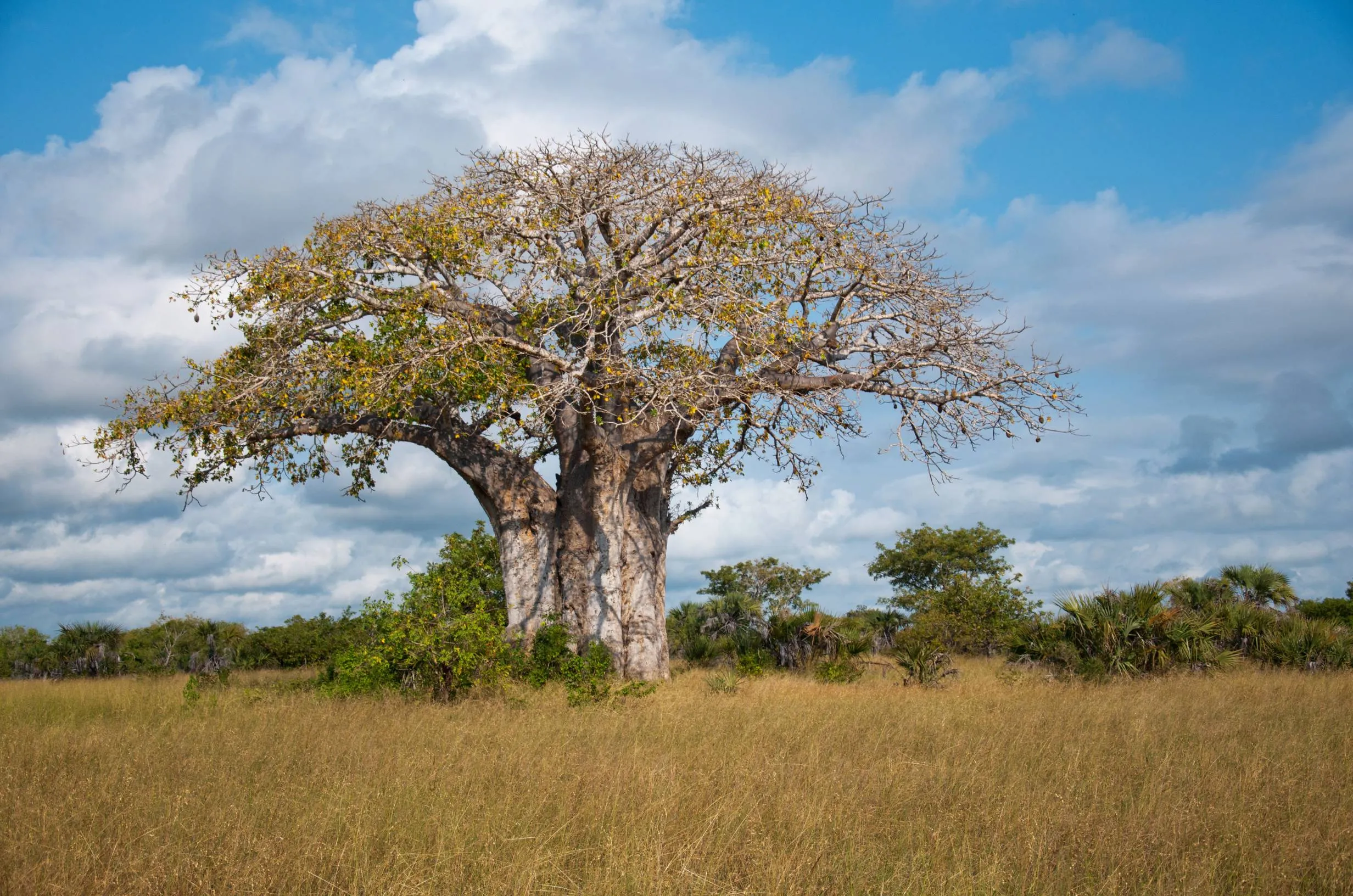 Parc National de Ruaha