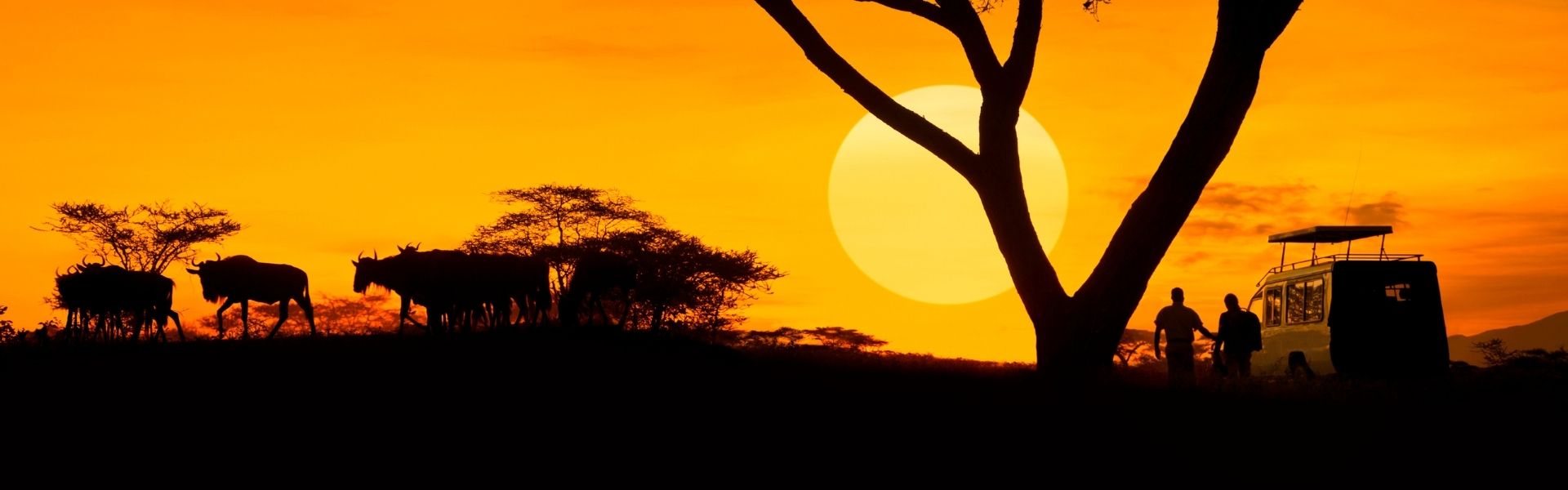 Luxury Safari