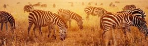 Bezoek het rijke wildleven van Zuid Tanzania