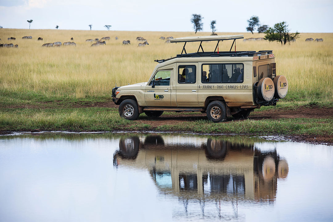 African Wildlife Safari